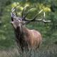 Phot cerf