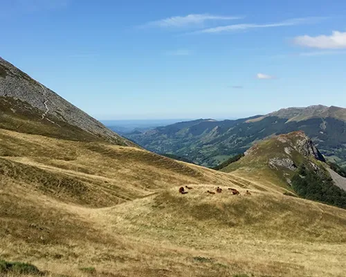Paysage du Cézallier à cheval