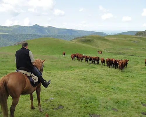 Cavaliers sur les crêtes du Cantal